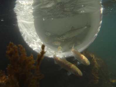 Tagged salmon smolts being released